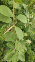 Salix cinerea