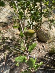 Quercus berberidifolia