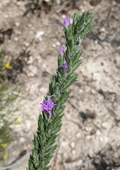Liatris punctata mucronata
