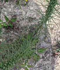 Liatris punctata mucronata