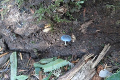 Mycena amicta