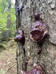 Ganoderma tsugae