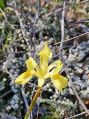 Moraea neglecta