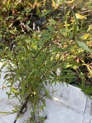 Bidens discoidea