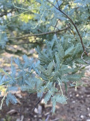 Acacia baileyana