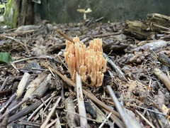 Ramaria formosa