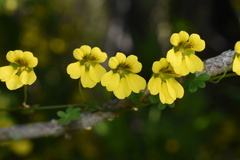 Tropaeolum brachyceras