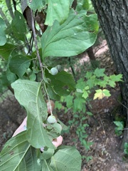Styrax grandifolius