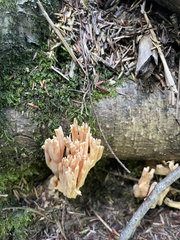 Ramaria formosa