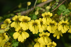 Tropaeolum brachyceras