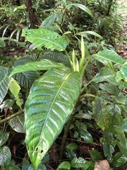 Dieffenbachia