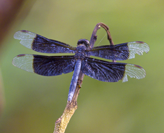 Erythrodiplax funerea