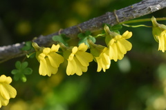 Tropaeolum brachyceras