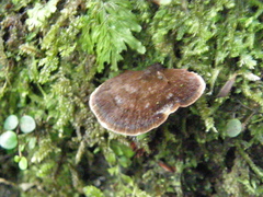 Coltricia oblectans