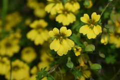 Tropaeolum brachyceras