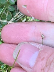 Carex trisperma