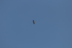 Neophron percnopterus