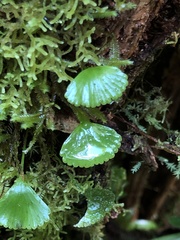 Elaphoglossum