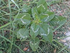 Amaranthus viridis