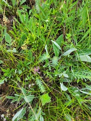 Psephellus marschallianus