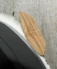 Epiphryne verriculata