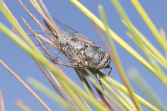 Cicadatra atra