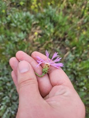 Psephellus marschallianus