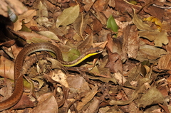 Echinanthera cephalostriata