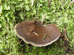 Coltricia oblectans