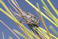Cicadatra atra