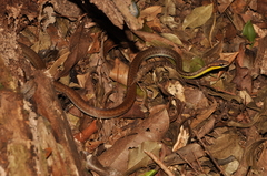 Echinanthera cephalostriata