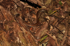 Echinanthera cephalostriata