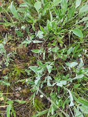 Psephellus marschallianus