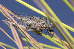 Cicadatra atra
