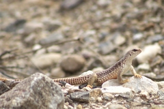 Dipsosaurus dorsalis