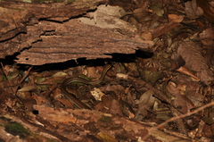 Echinanthera cephalostriata