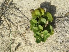 Calystegia soldanella