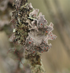 Lecanoromycetidae
