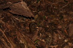 Echinanthera cephalostriata