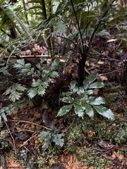 Ptisana attenuata