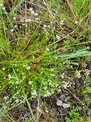 Asperula tephrocarpa