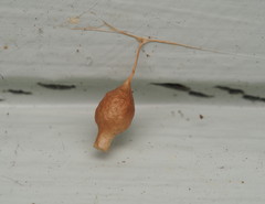 Argyrodes antipodianus