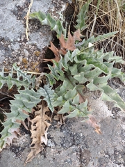 Cirsium undulatum