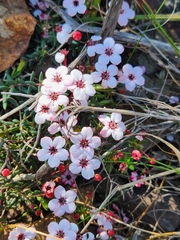 Adenandra