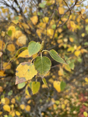 Betula papyrifera kenaica