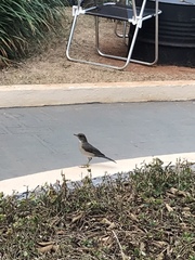 Turdus amaurochalinus