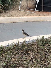 Turdus amaurochalinus