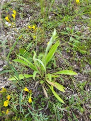Carlina biebersteinii