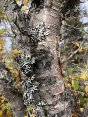 Betula papyrifera kenaica
