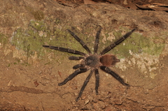 Theraphosinae